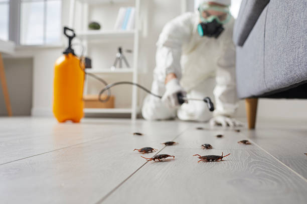 Trusted Cockroach Control service in Ellijay, GA - Nex Pest Control